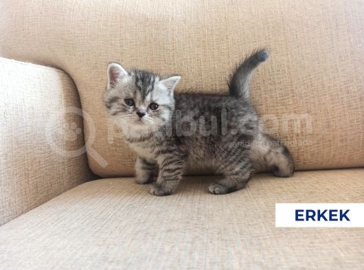 Mükemmel Kalite Uygun Puan görsel