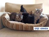 Mükemmel Kalite Uygun Puan