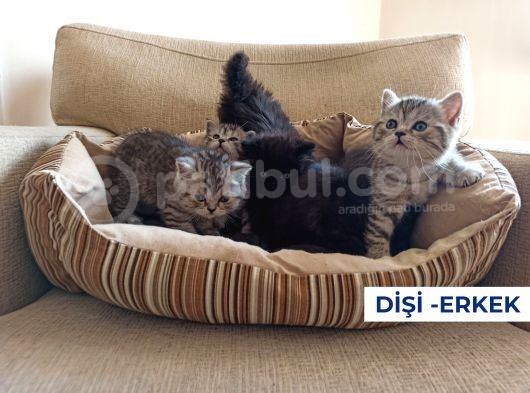 Mükemmel Kalite Uygun Puan görsel