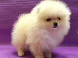 Pomerani̇an Boo Yavruları