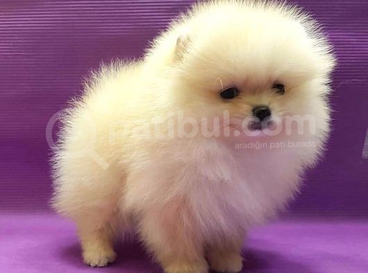 Pomerani̇an Boo Yavruları görsel