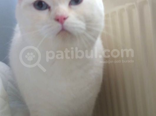 Safkan Blue Point Ve Red Point Yavrular görsel