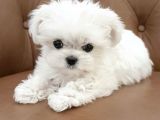 Safkan Maltese Terrier Yavrularımız