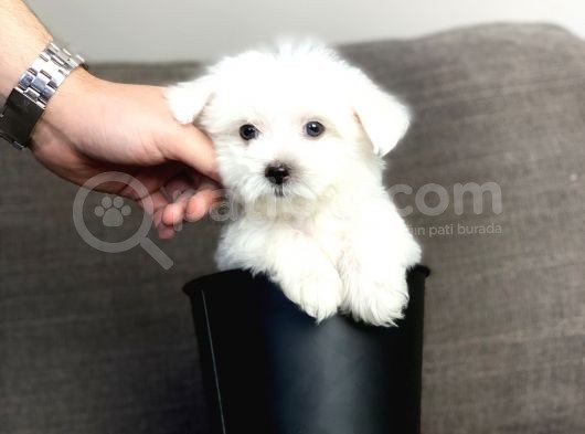 Terrier Maltese