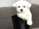 Terrier Maltese