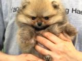 Pomerani̇an Boo Yavruları