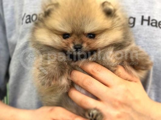 Pomerani̇an Boo Yavruları