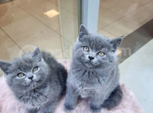 British Shorthair görsel