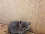 British Shorthair Gri