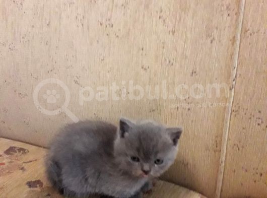 British Shorthair Gri görsel