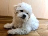 Orj. Babyface Yorkshi̇re Terri̇er Bebeklerimiz
