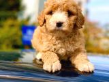 Şov Kali̇te F1 Malti̇poo Di̇şi̇ Yavrumuz