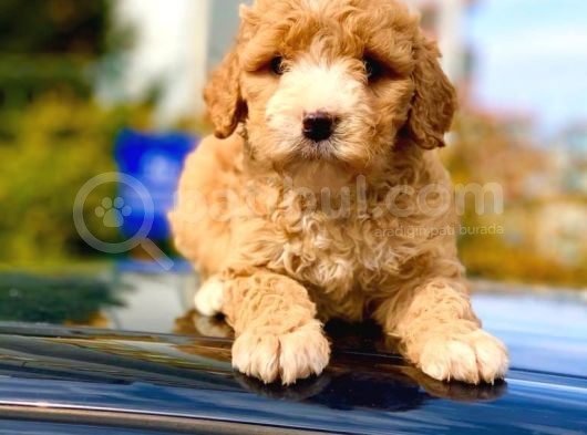 Şov Kali̇te F1 Malti̇poo Di̇şi̇ Yavrumuz görsel