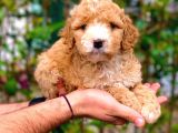 Şov Kali̇te F1 Malti̇poo Di̇şi̇ Yavrumuz