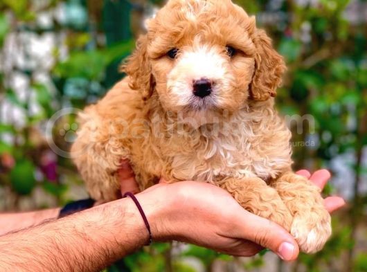 Şov Kali̇te F1 Malti̇poo Di̇şi̇ Yavrumuz