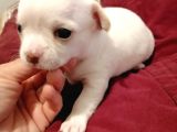 Chihuahua Yavru