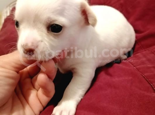 Chihuahua Yavru