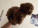 Red Brown Mini Toy Poodle Yavrularımız