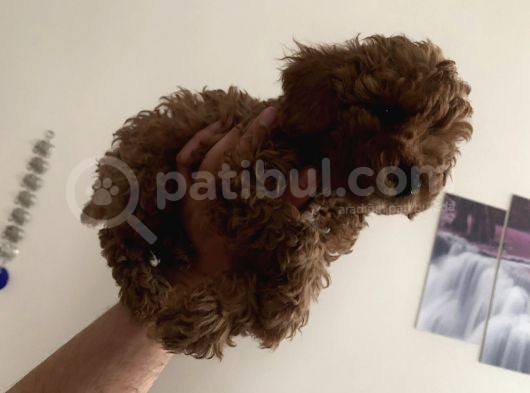 Red Brown Mini Toy Poodle Yavrularımız görsel