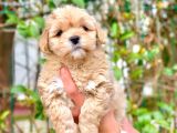 A Kali̇te Malti̇poo Erkek