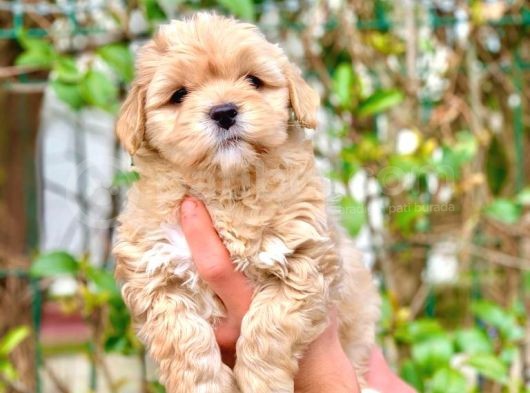 A Kali̇te Malti̇poo Erkek
