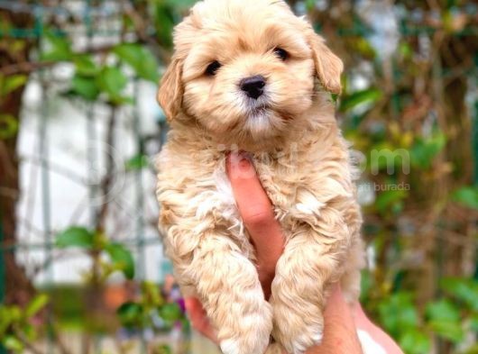 A Kali̇te Malti̇poo Erkek görsel