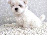 0 Numara Maltese Terrier Yavrularımız