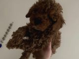 Red Brown Mini Toy Poodle Yavrularımız