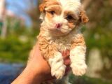 Mi̇ni̇k Malti̇poo Erkek Yavrumuz