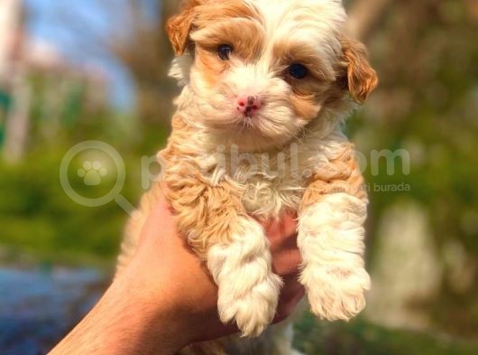Mi̇ni̇k Malti̇poo Erkek Yavrumuz