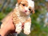 Mi̇ni̇k Malti̇poo Erkek Yavrumuz