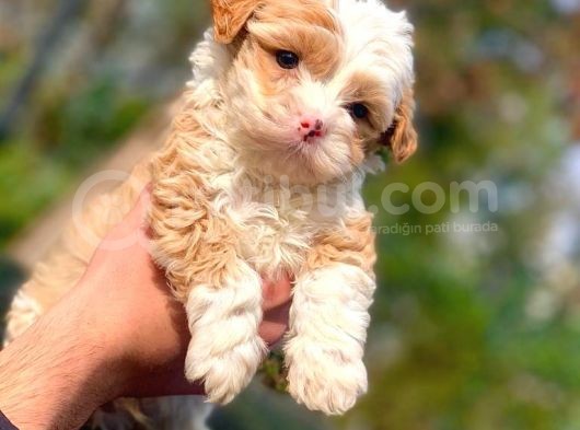 Mi̇ni̇k Malti̇poo Erkek Yavrumuz görsel