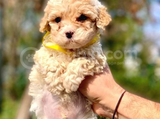A Kali̇te Malti̇poo Erkek görsel