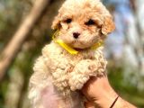 A Kali̇te Malti̇poo Erkek