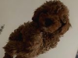 Red Brown Mini Toy Poodle Yavrularımız
