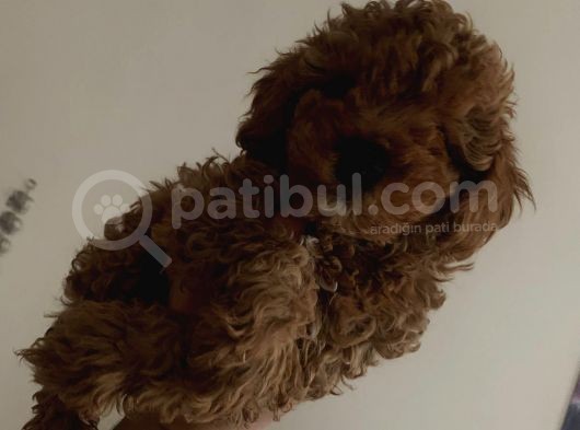 Red Brown Mini Toy Poodle Yavrularımız görsel