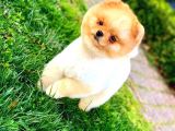 Daha Güzeli̇ Yok Teacup Pomerani̇an Teddy Bear Erkek