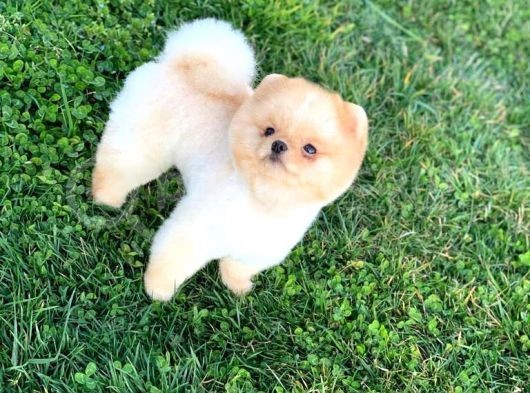 Daha Güzeli̇ Yok Teacup Pomerani̇an Teddy Bear Erkek görsel