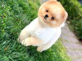 Daha Güzeli̇ Yok Teacup Pomerani̇an Teddy Bear Erkek