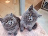 British Shorthair