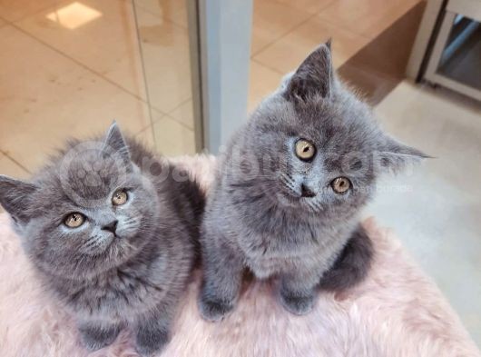 British Shorthair görsel