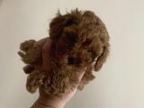 Red Brown Mini Toy Poodle Yavrularımız