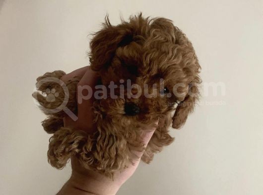 Red Brown Mini Toy Poodle Yavrularımız görsel