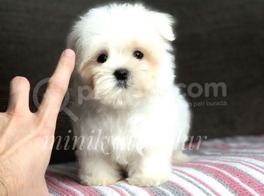 Safkan Maltese Terrier Yavrularımız
