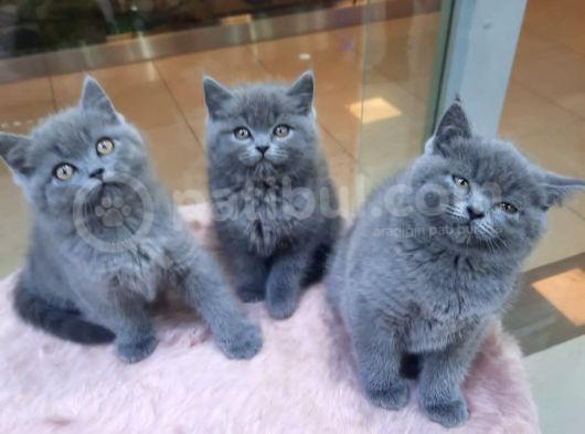 British Shorthair görsel