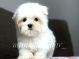 Safkan Maltese Terrier Yavrularımız