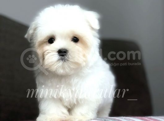 Safkan Maltese Terrier Yavrularımız görsel