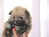 Pomeranian Boo Çok Sağlıklı Yavrularımız