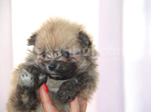 Pomeranian Boo Çok Sağlıklı Yavrularımız görsel