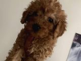 Red Brown Mini Toy Poodle Yavrularımız